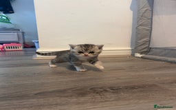Scottish Fold cats for sale: Scottish fold and straights - Image 4