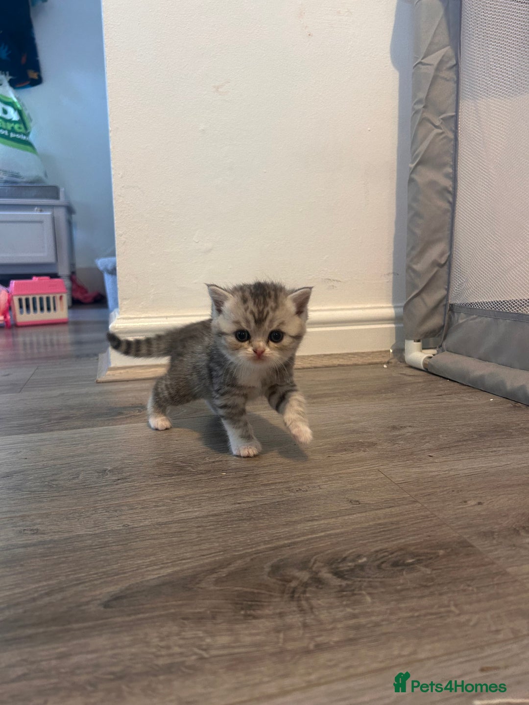 Scottish Fold cats for sale: Scottish fold and straights - Image 4