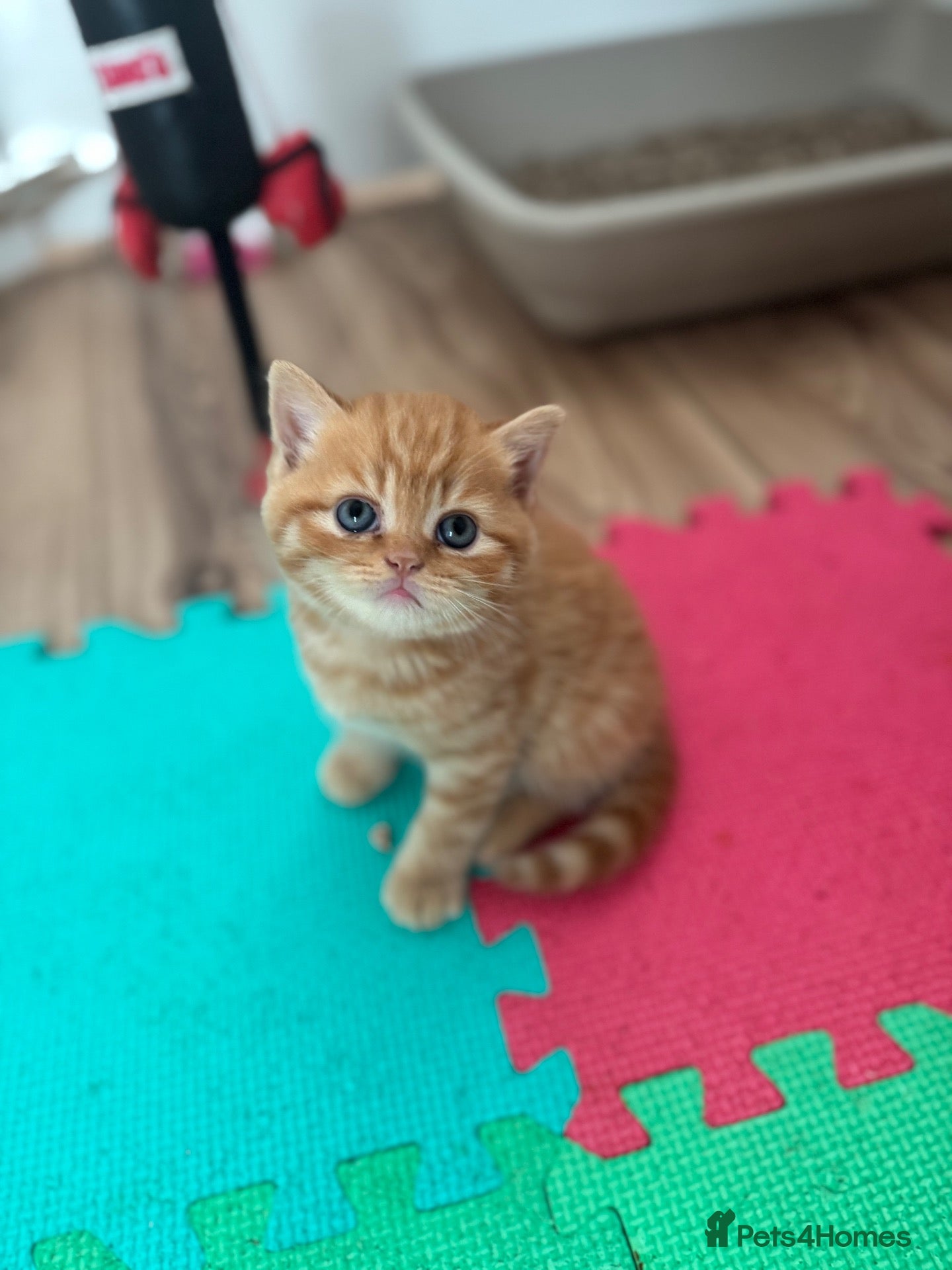 British Shorthair cats 🧡✅BSH red and lilac 💜Tica reg  - Advert 2