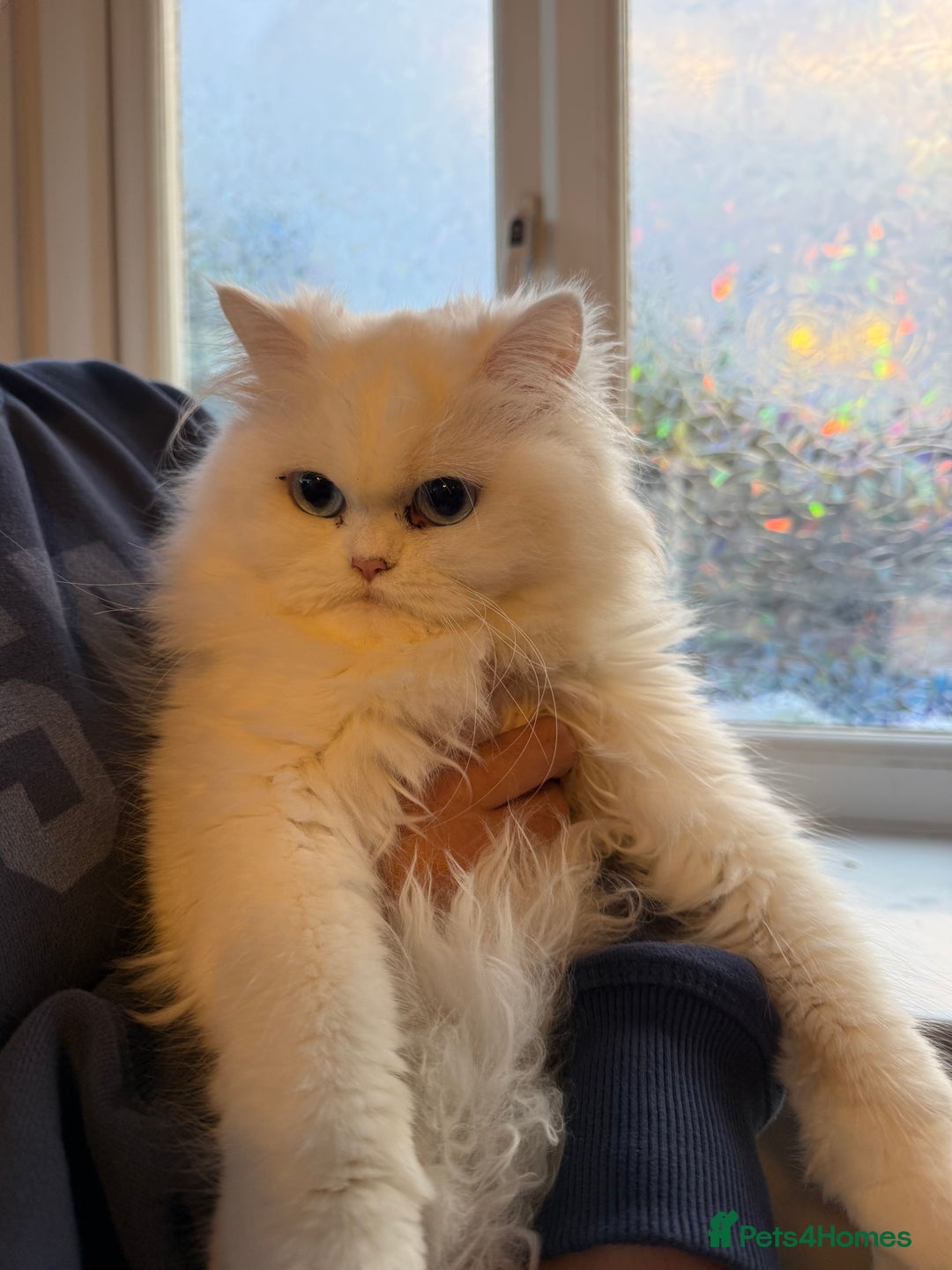 Persian cats for sale: 🌟 Trio of Precious, Purebred Persian Kittens 🌟 - Image 15