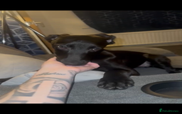 Mixed Breed dogs for sale: Lurcher for sale FEMALE STILL AVAILABLE  - Image 1