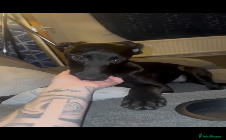 Mixed Breed dogs - Advert 1