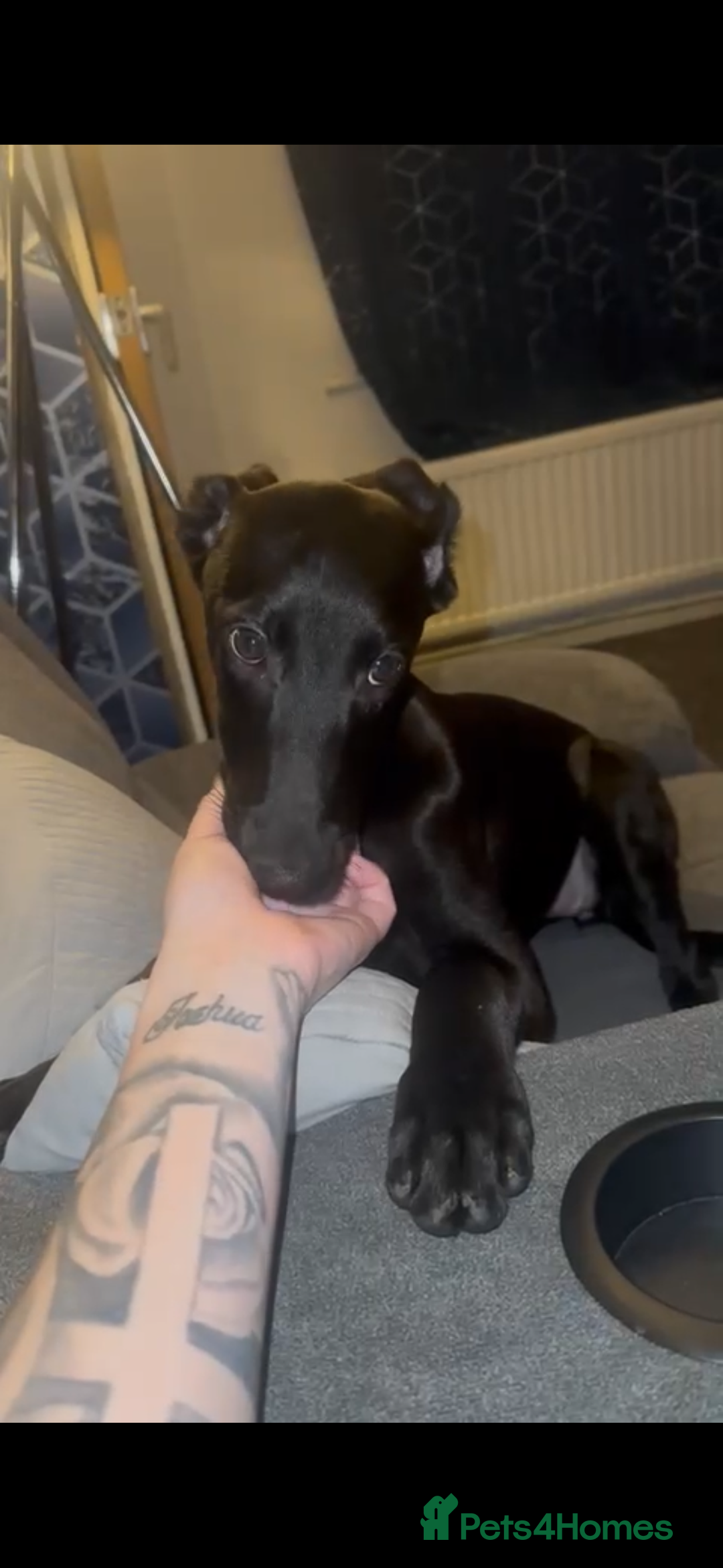 Mixed Breed dogs for sale: Lurcher for sale FEMALE STILL AVAILABLE  - Image 1