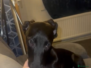 Mixed Breed dogs - Advert 8