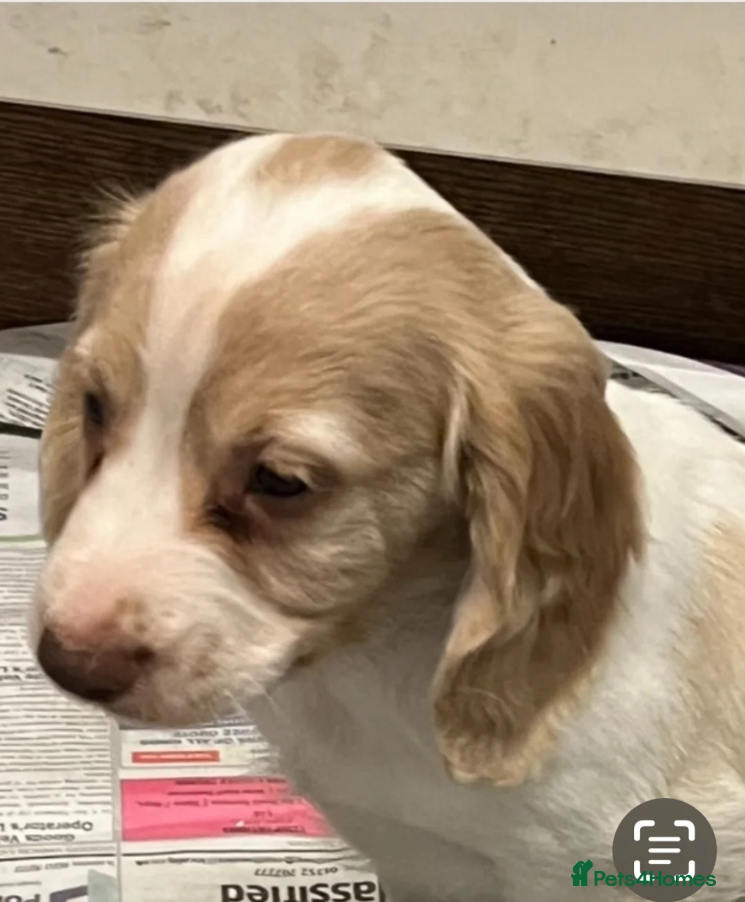 Cocker Spaniel dogs for sale: Working Cocker Spaniels - Advert 23