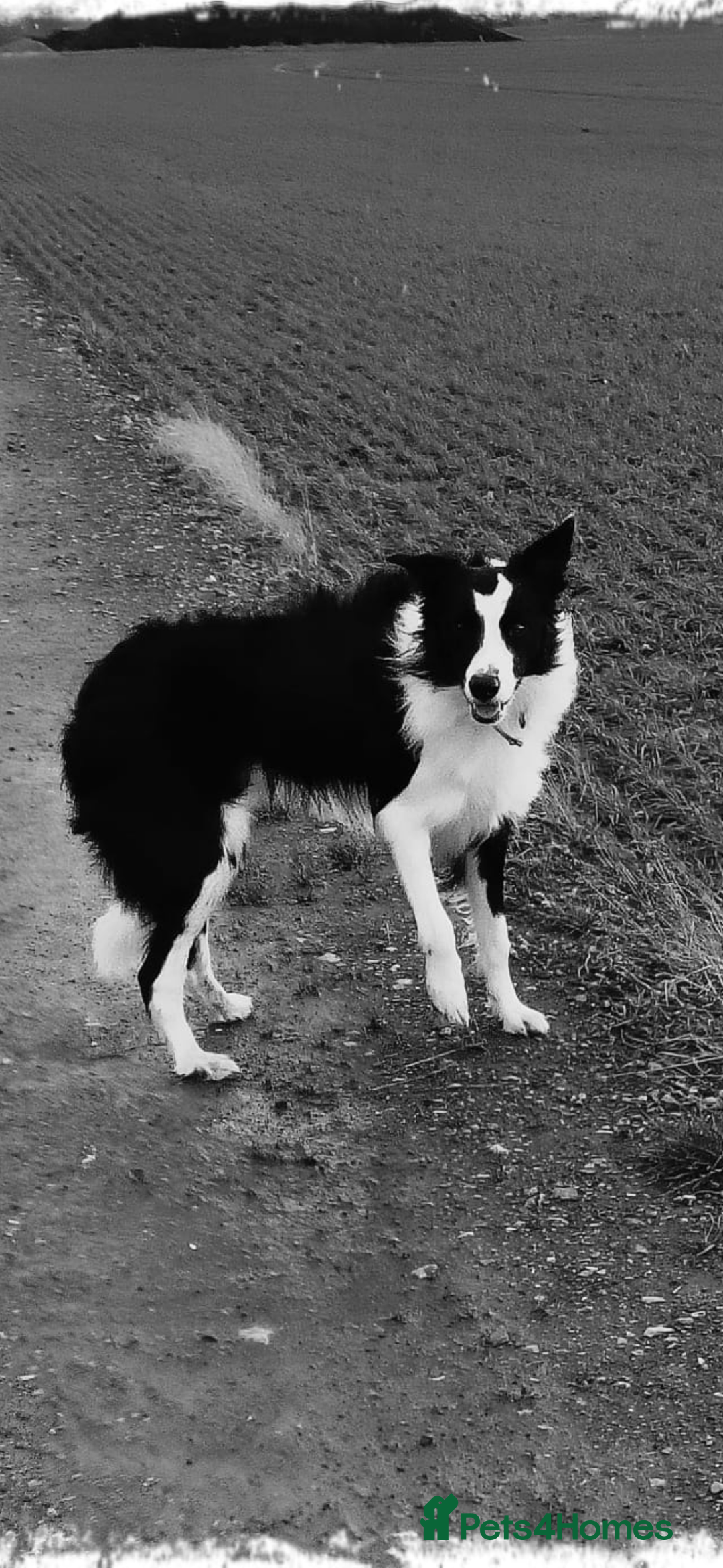 Border Collie dogs for sale: Bear the Border Collie  - Advert 1