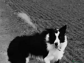 Border Collie dogs Bear the Border Collie - Advert 1