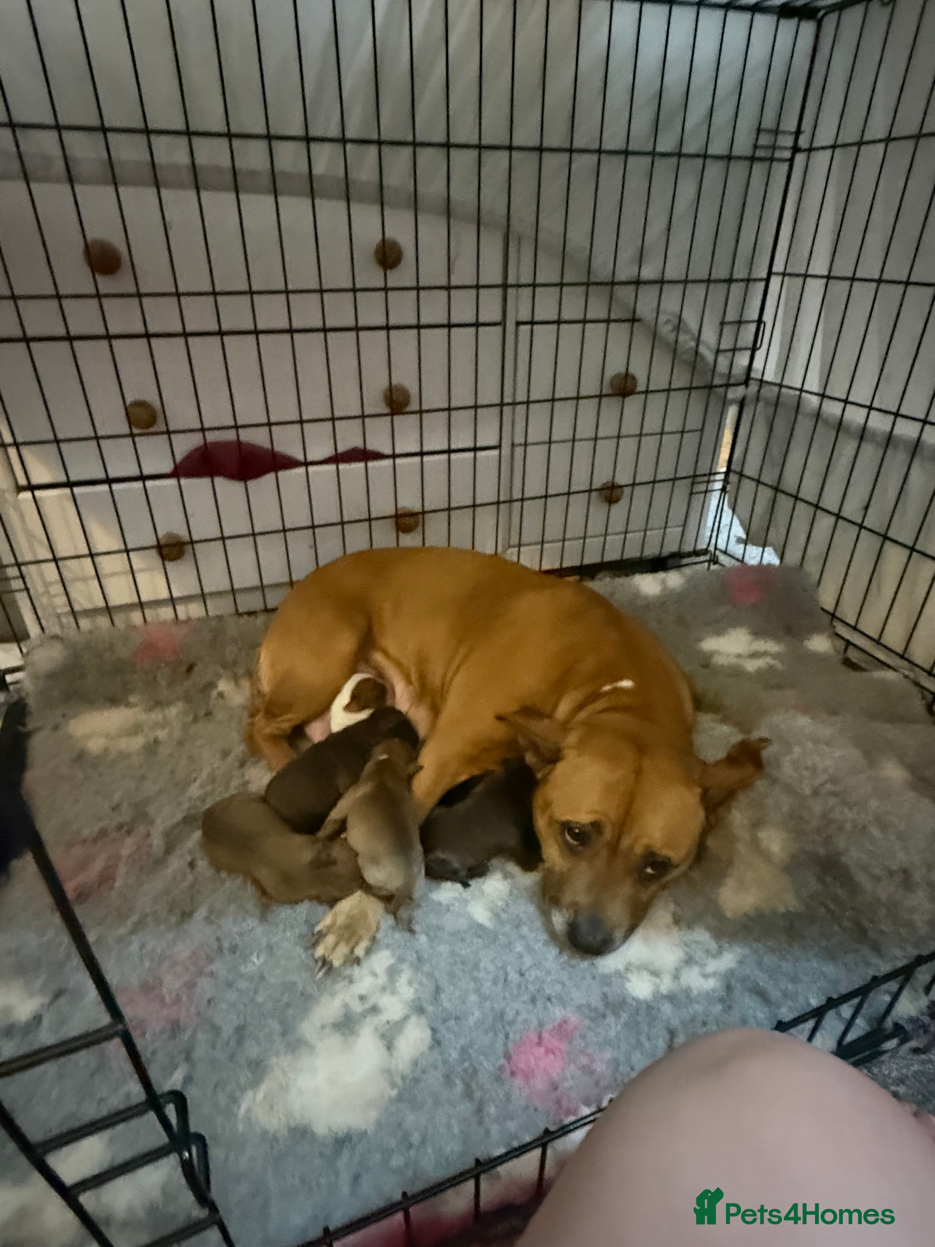 Staffordshire Bull Terrier dogs Staffie pups  - Advert 9