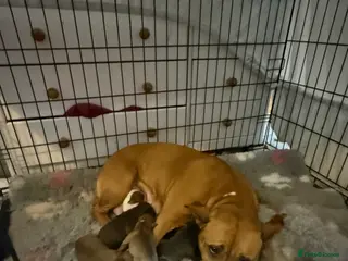 Staffordshire Bull Terrier dogs Staffie pups - Advert 9