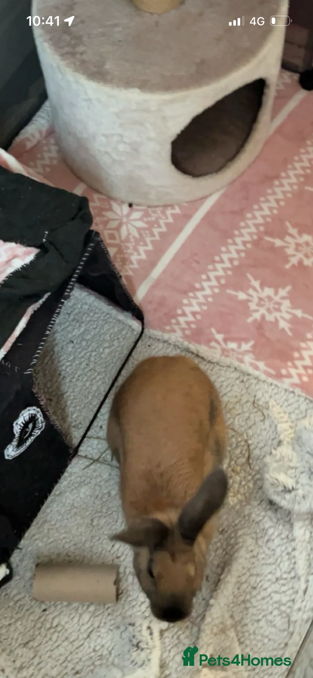 Thuringer rabbits for sale: female bunny for rehoming - Advert 5