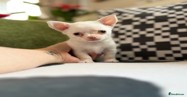 Chihuahua dogs - Advert 7