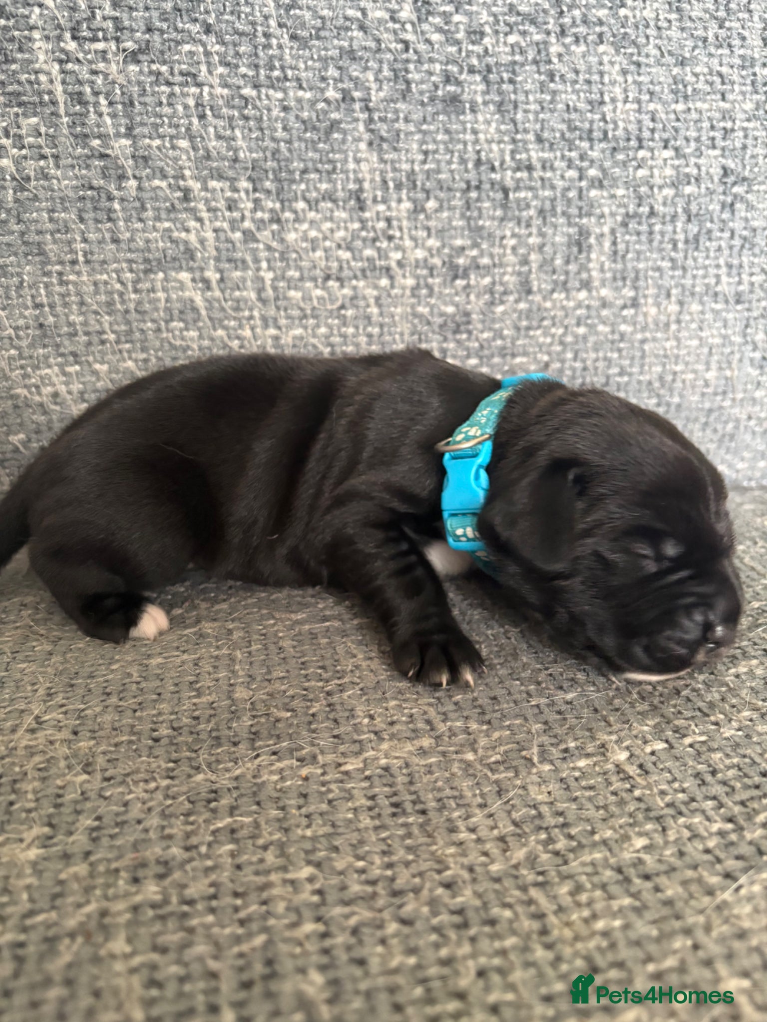 Mixed Breed dogs Gorgeous cane corso cross springer puppies  - Advert 2