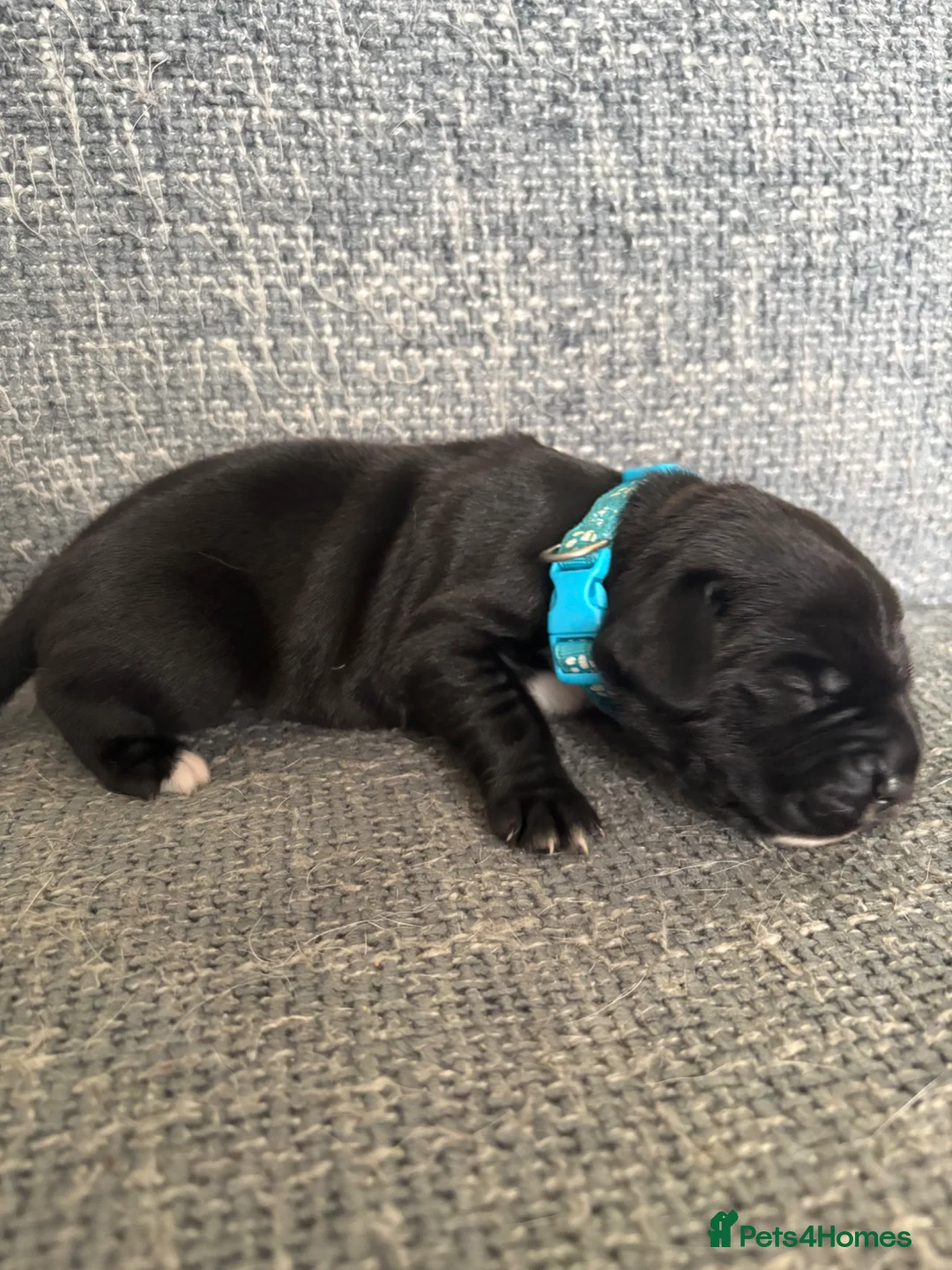 Mixed Breed dogs for sale: Gorgeous cane corso cross springer puppies  - Advert 1