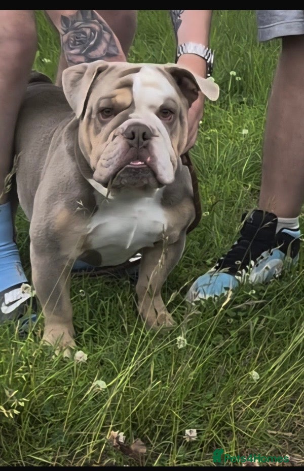 English Bulldog dogs PRINCE HARRY ENGLISH BULLDOG STUD - Advert 1