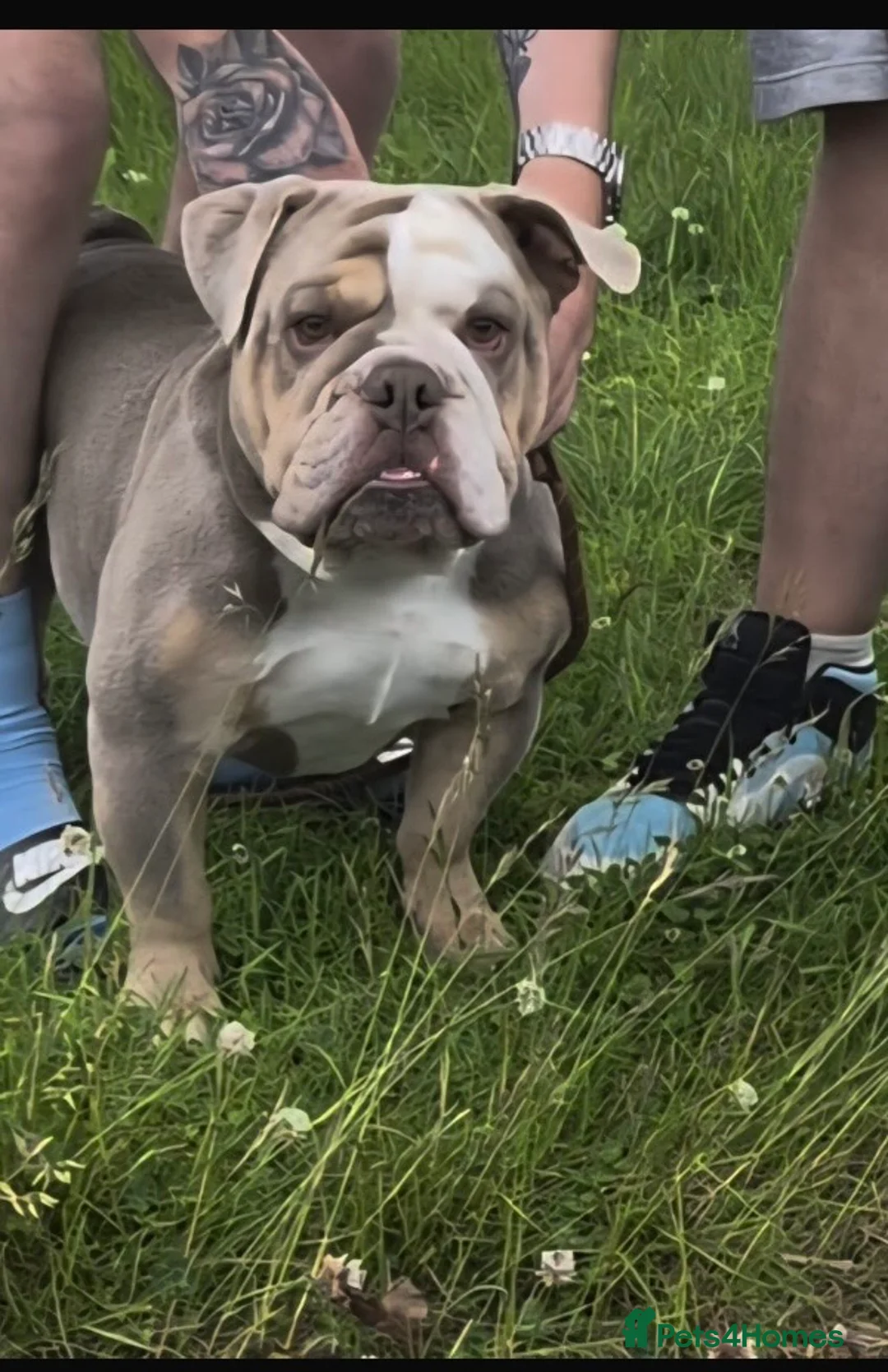 English Bulldog dogs for stud: PRINCE HARRY ENGLISH BULLDOG STUD in Market Drayton - Advert 1