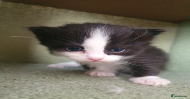 Mixed Breed cats - Advert 12