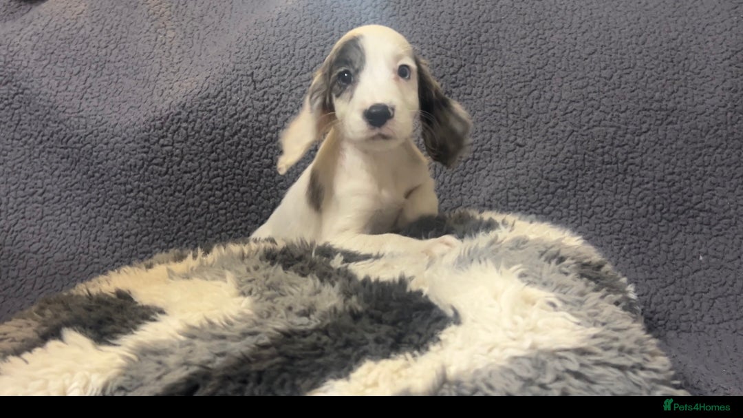 Cocker Spaniel dogs for sale: Roan cocker spaniels (blue eyes) - Image 8