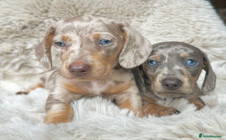 Dachshund dogs - Advert 10