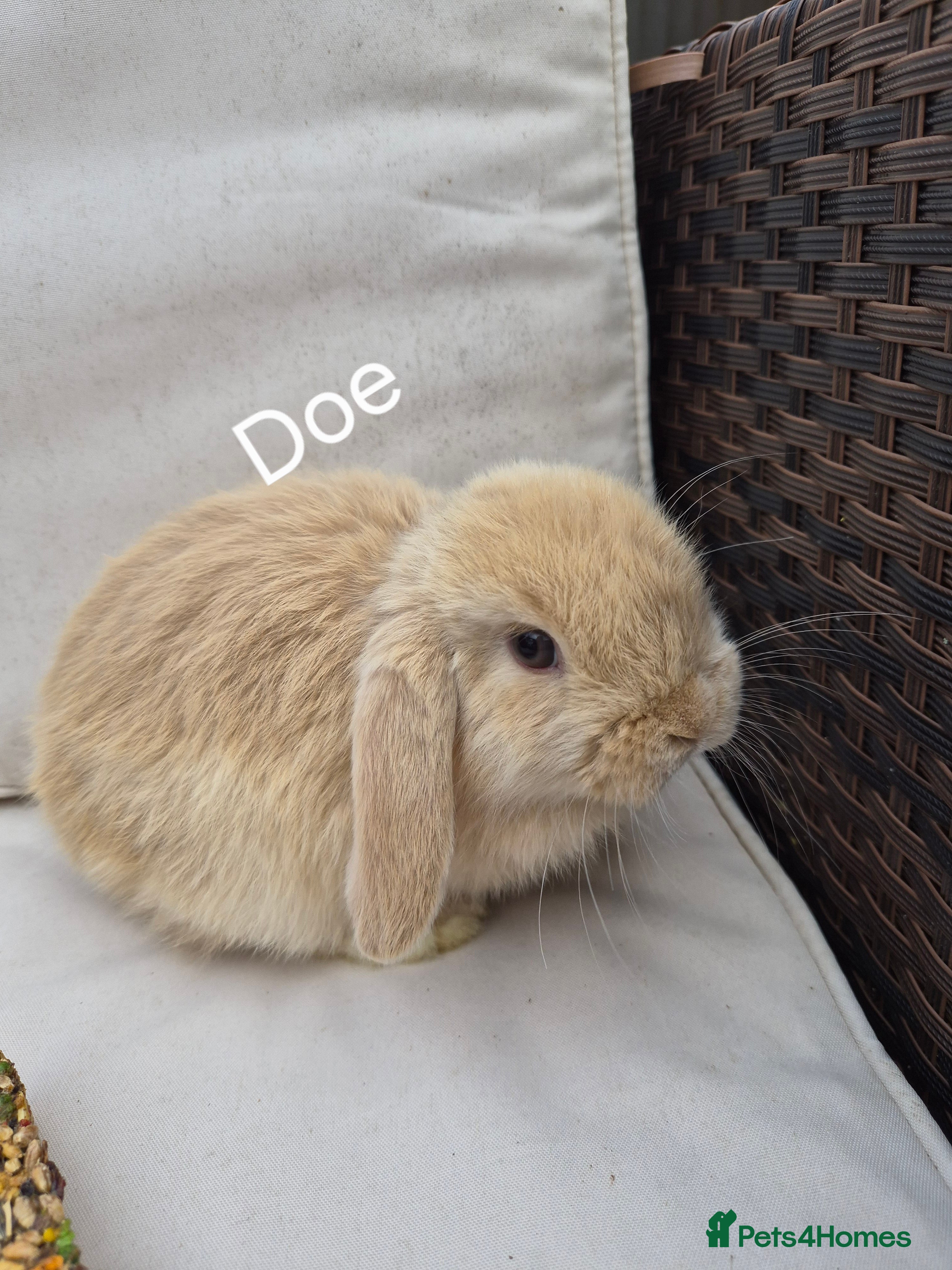 Mini Lop rabbits  Baby Mini Lop Rabbits-Ready for Their New Homes  - Advert 16