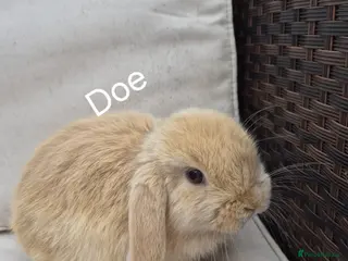 Mini Lop rabbits Baby Mini Lop Rabbits-Ready for Their New Homes - Advert 16