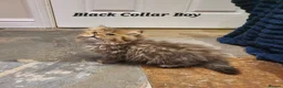 Persian cats for sale: 💖Beautiful Pedigree Chinchilla Persian Kittens.  - Advert 24