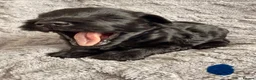 Miniature Schnauzer dogs for sale: Chunky, stunning litter of miniature schnauzers  - Advert 15