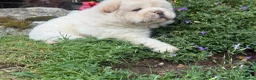 Chow Chow dogs for sale: Platinum chow chow  - Advert 20