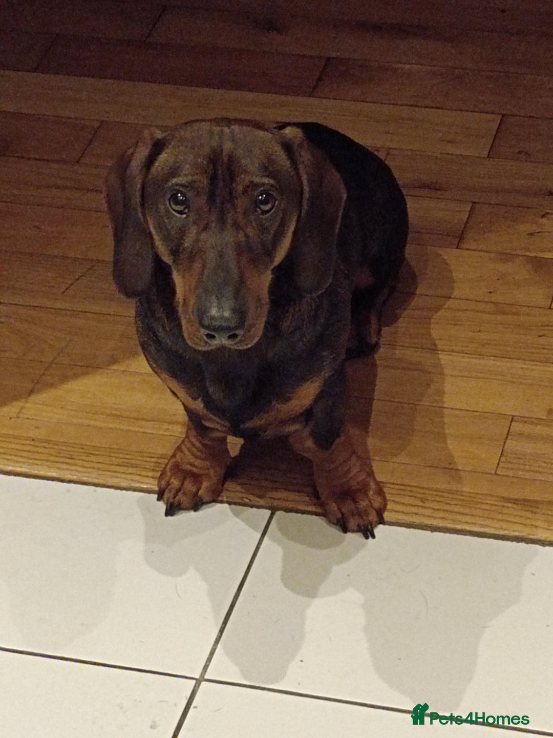 Dachshund dogs for sale: Wonderful Dachshund X Teckel for sale - Advert 2