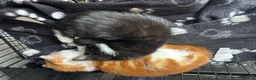 Mixed Breed cats for sale: 8 week old kittens 1 boy 1 girl - Advert 4