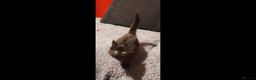 Maine Coon cats for sale: Adorable Maine Coon kittens in Manchester  - Advert 15