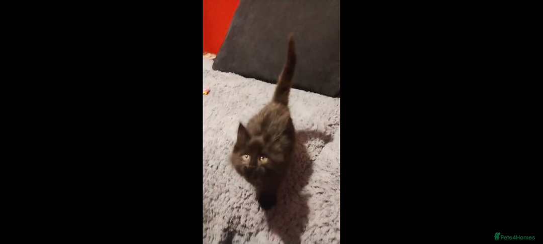Maine Coon cats for sale: Adorable Maine Coon kittens in Manchester  - Advert 15
