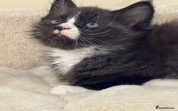 Maine Coon cats for sale: Gorgeous Maine Coon kittens from the GCCF Pedegree - Advert 4