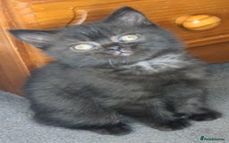 British Shorthair cats for sale:  Ready now. British shorthair kittens  - Image 6