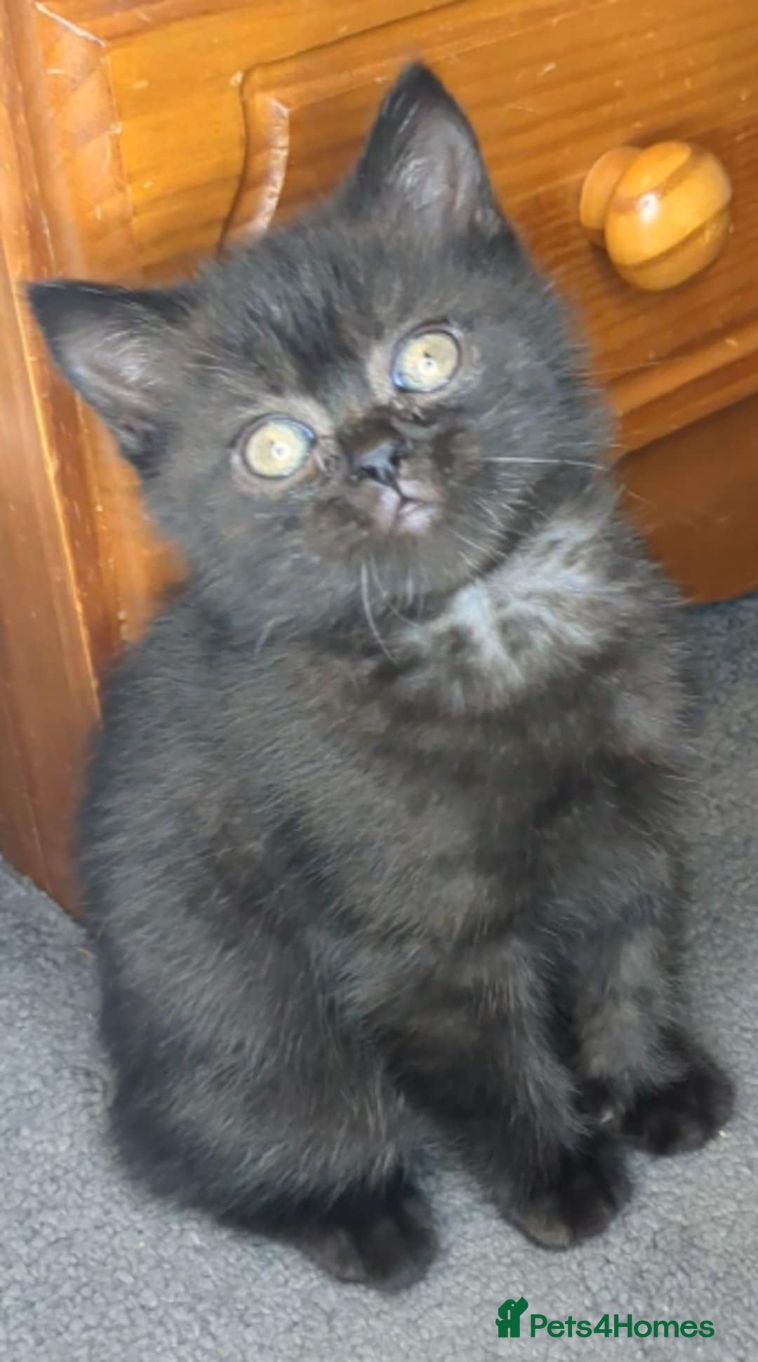 British Shorthair cats for sale:  Ready now. British shorthair kittens  - Image 6