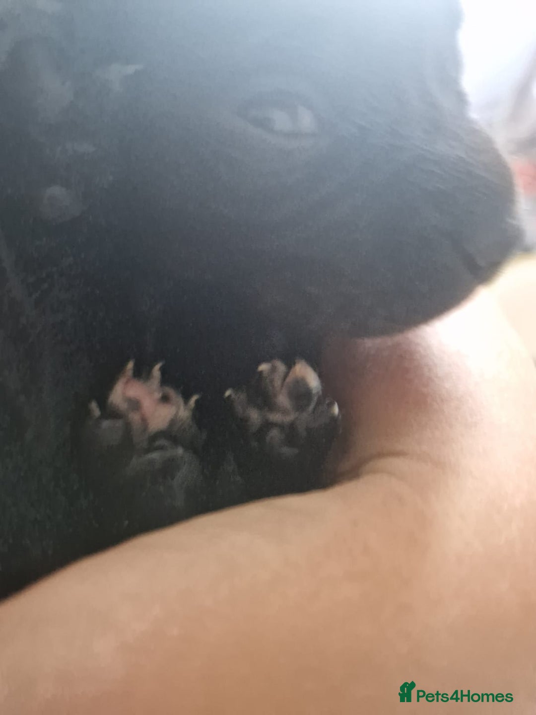 Mixed Breed dogs for sale: Staffador puppies - Image 9