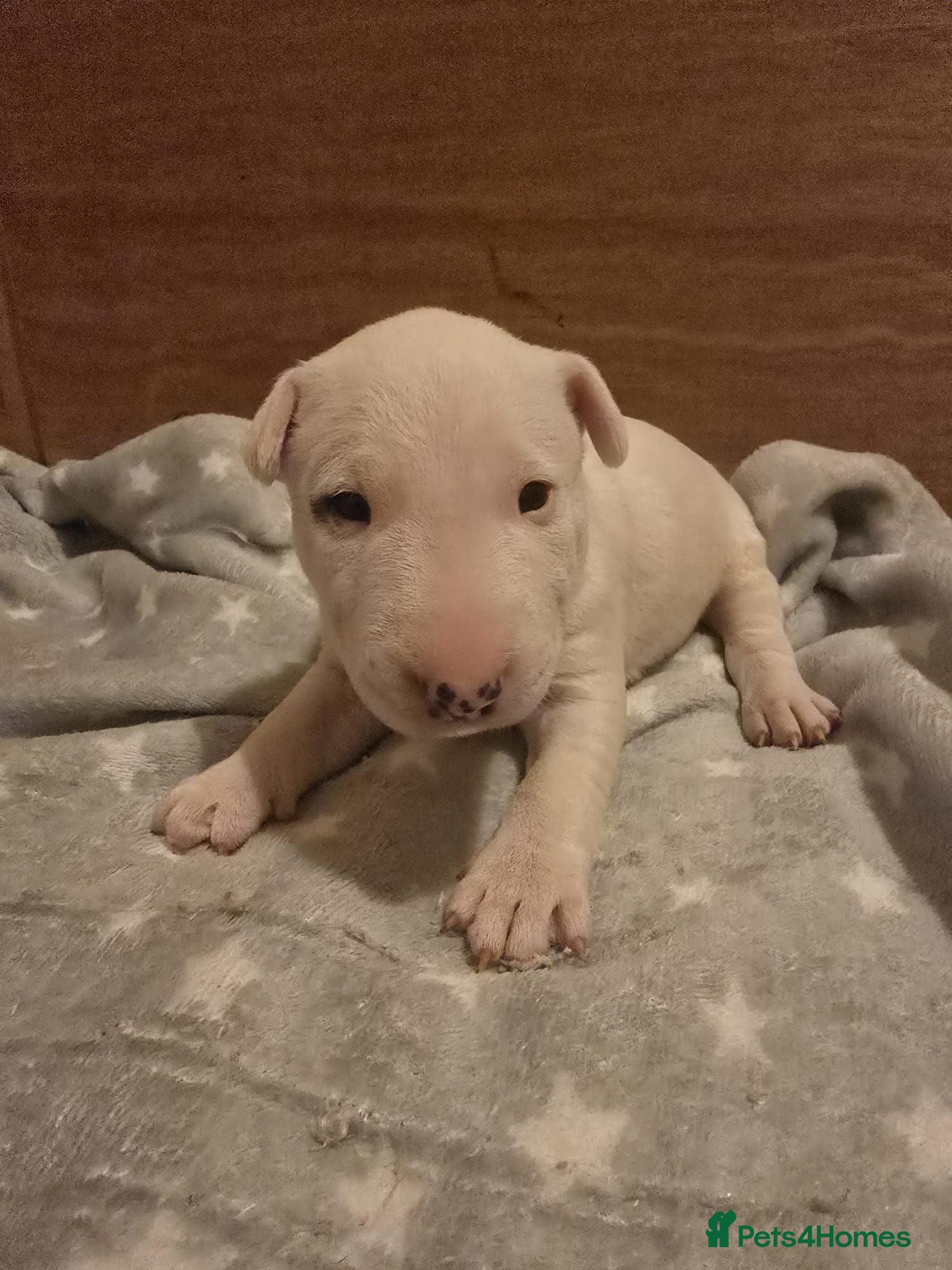 Miniature Bull terrier dogs White Miniature Bullterrier  - Advert 2