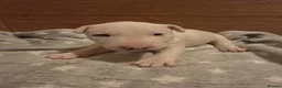 Miniature Bull terrier dogs for sale: White Miniature Bullterrier  - Advert 2