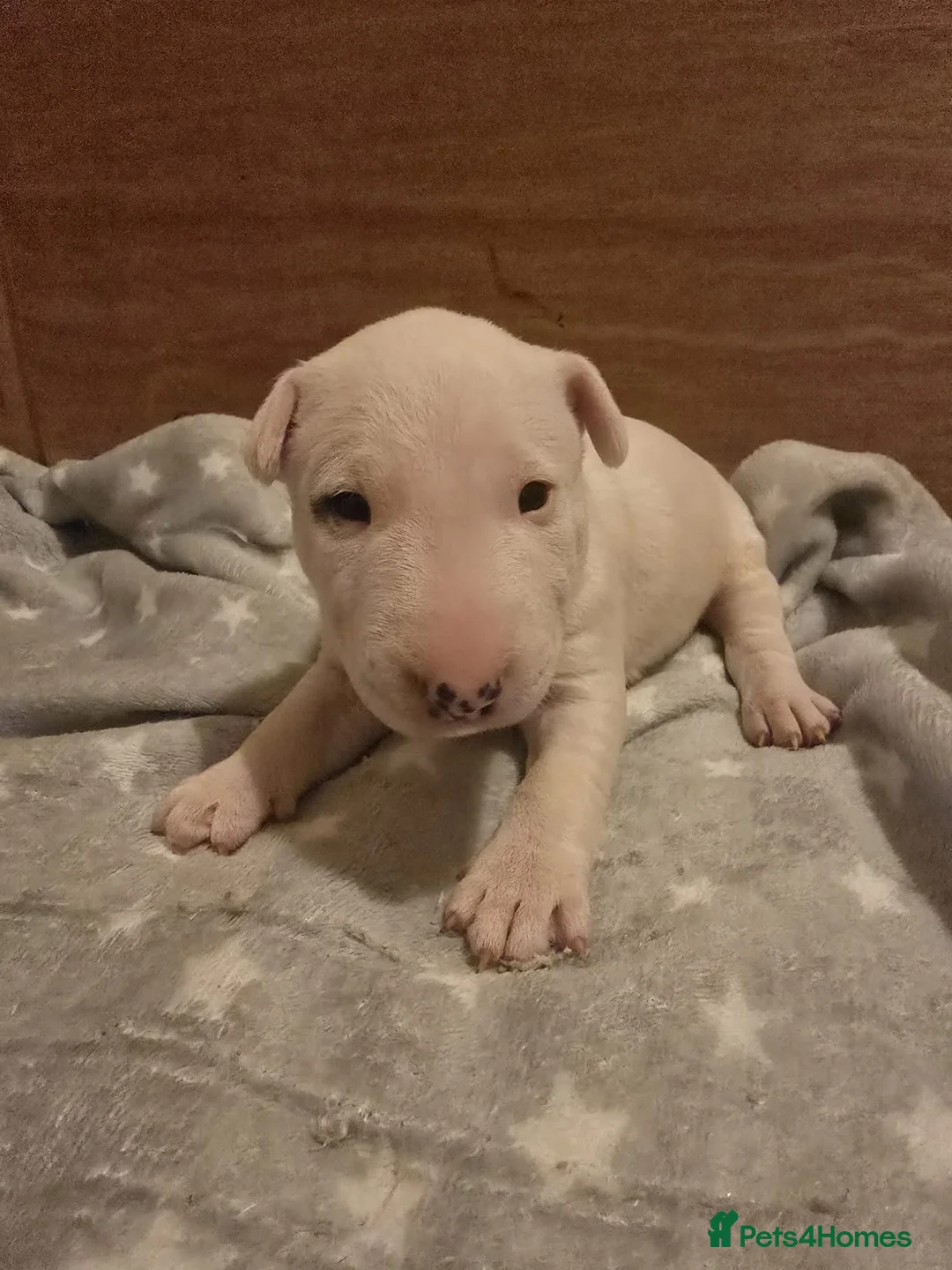 Miniature Bull terrier dogs for sale: White Miniature Bullterrier  - Advert 2