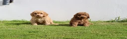 Cockapoo dogs for sale: Beautiful Cockapoo puppies for sale  in Llanelli - Advert 22