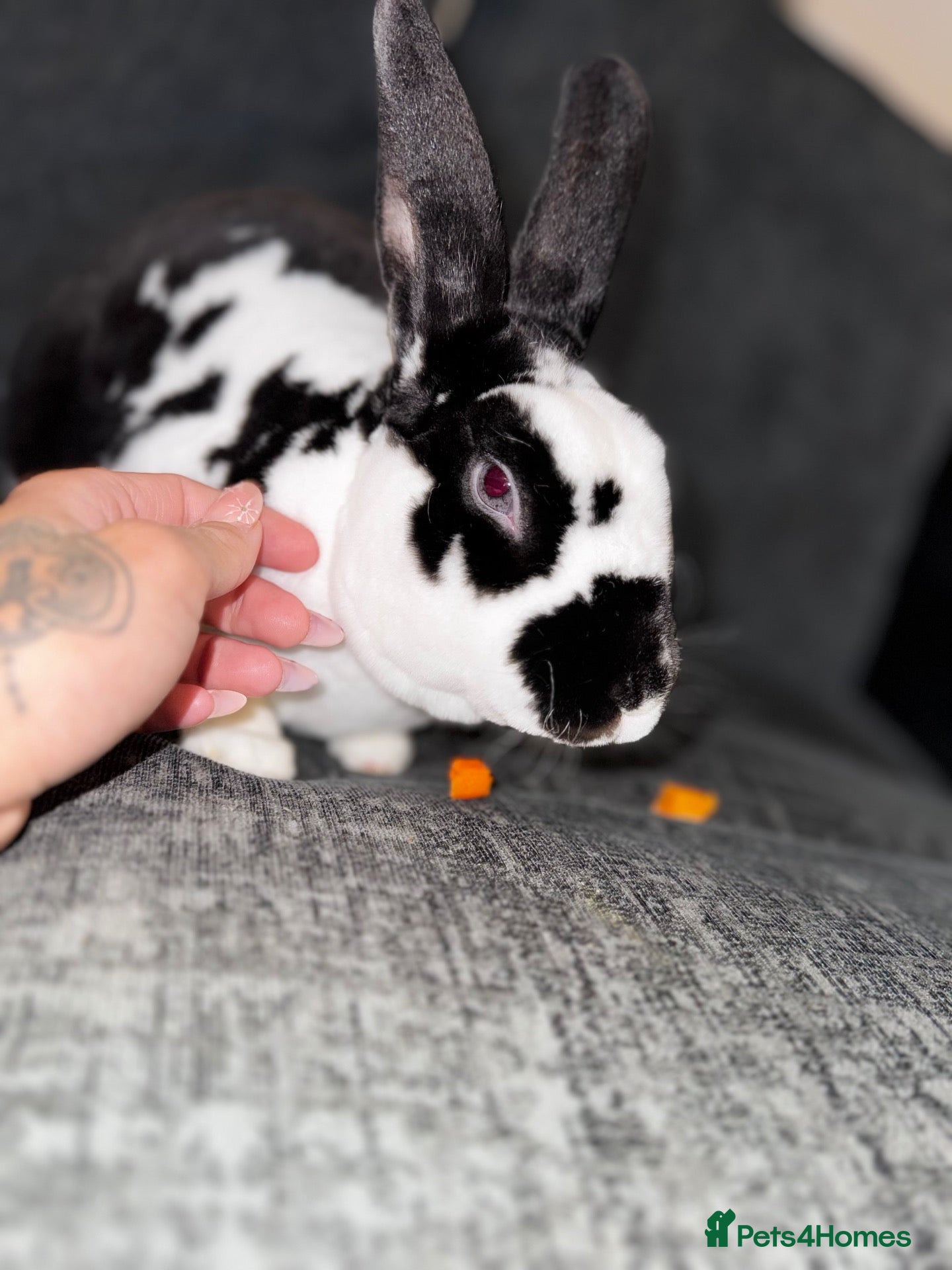 Mixed Breed rabbits Domino🐰 - Advert 1