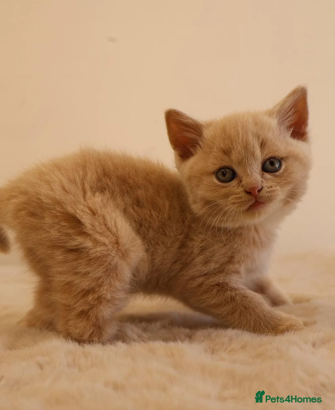 British Shorthair cats for sale: Pedigree British Shorthair Kittens in Cardiff - Advert 13