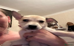 Mixed Breed dogs for sale: 4 husky cross American bulldog pups  - Image 2