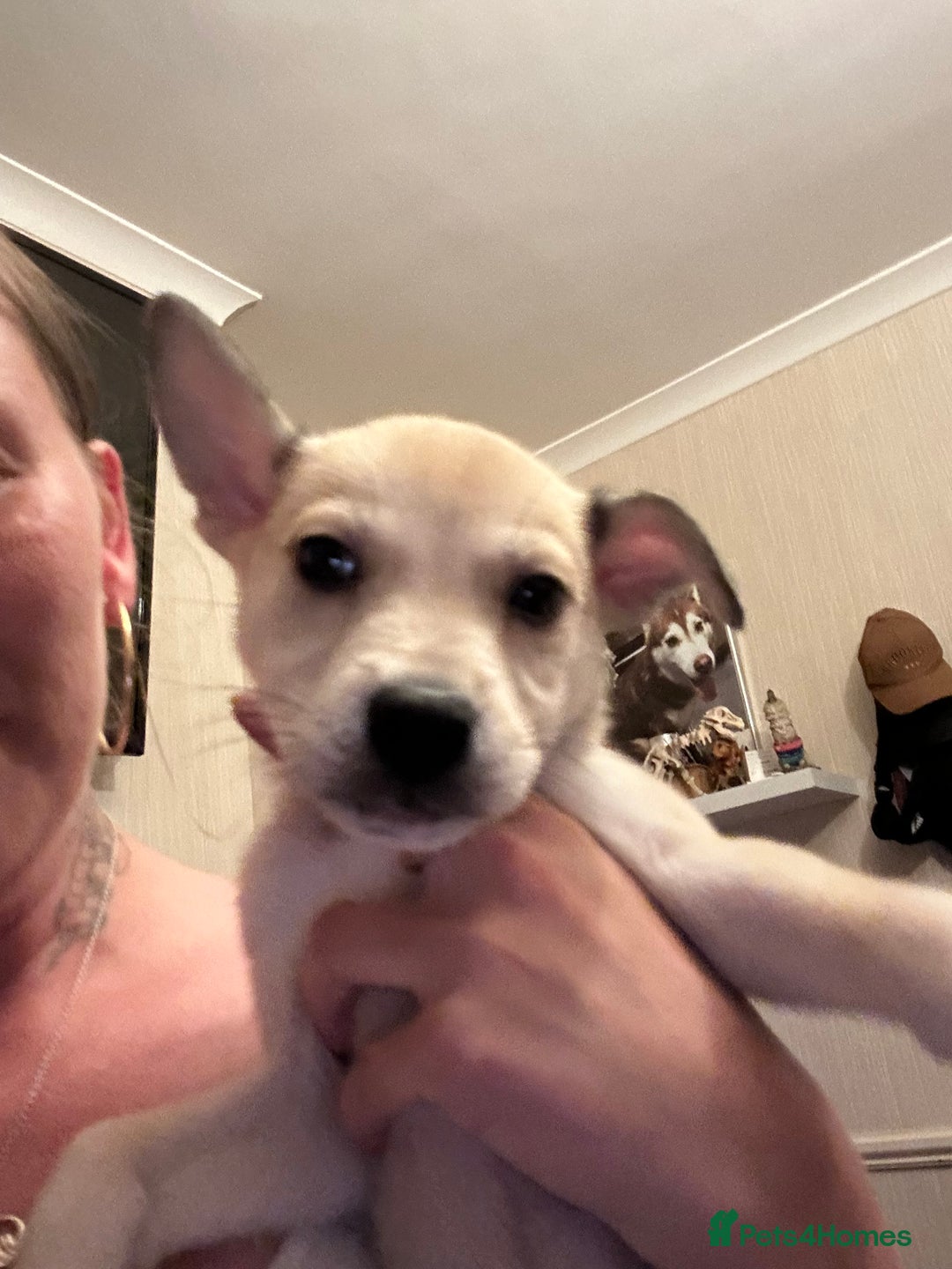 Mixed Breed dogs for sale: 4 husky cross American bulldog pups  - Image 2
