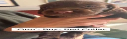 Sprocker dogs for sale: Gorgeous Chocolate Cocker Spaniel Puppies in Shrewsbury - Advert 19