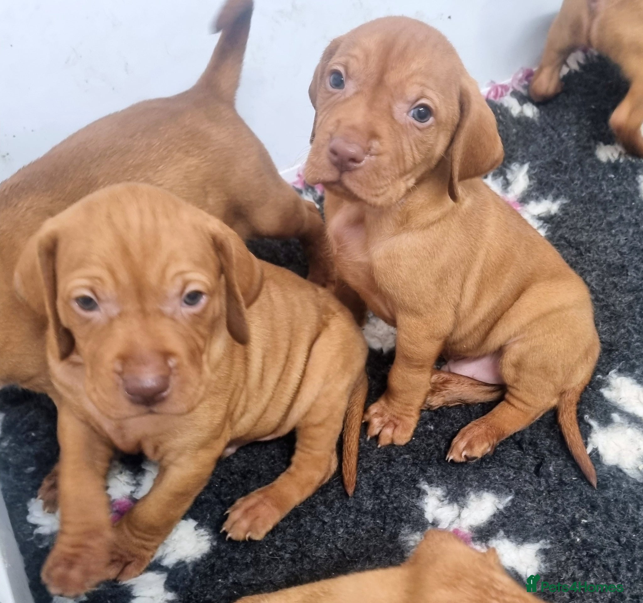 Hungarian Vizsla dogs Beautiful KC Registered Hungarian Vizsla Puppies  - Advert 2