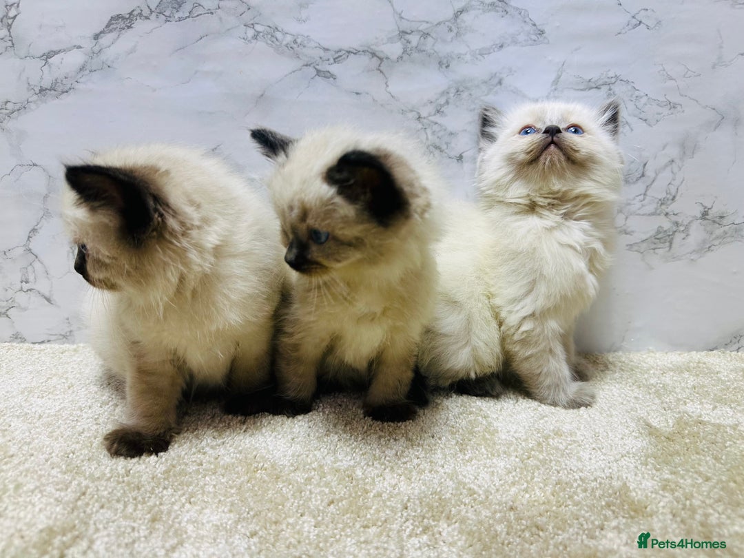 Ragdoll cats for sale: Pure Beautiful Ragdoll Kittens  - Advert 8