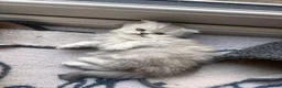 Persian cats for sale: Persian kitten - Advert 5