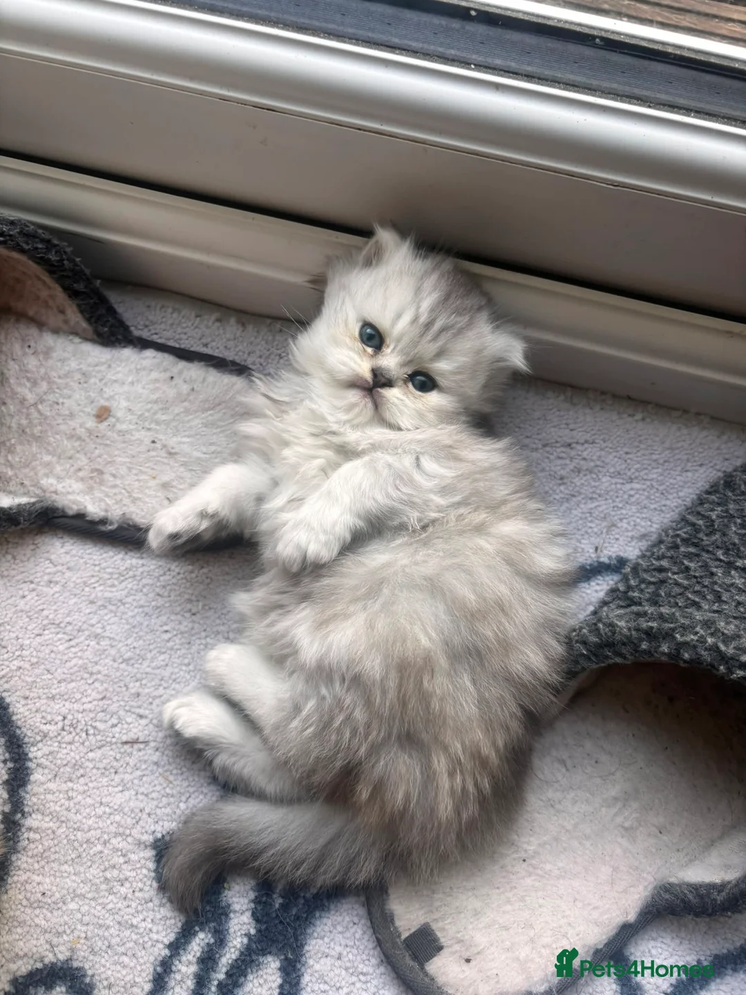 Persian cats for sale: Persian kitten - Advert 5