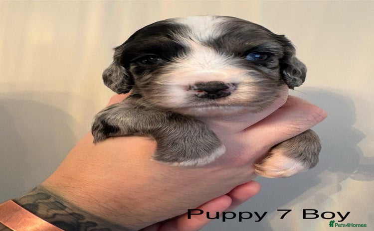 Sprocker dogs Stunning Sprocker pups  - Advert 10