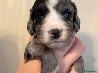 Sprocker dogs for sale: Stunning Sprocker pups - Advert 1